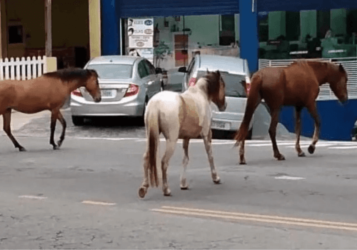 Proteção aos Animais Diga não aos Maus0Tratos Animais